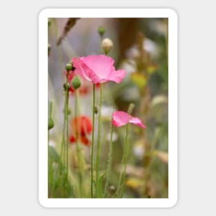 Poppies Sticker